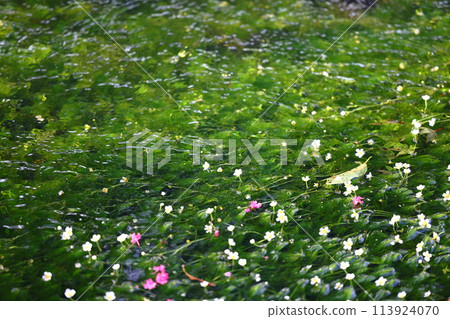 Mei flower algae 113924070