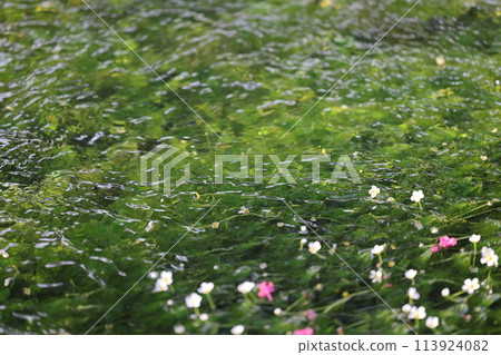 Mei flower algae 113924082