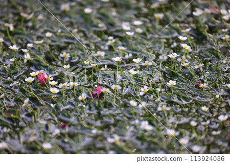 Mei flower algae Mei flower algae 113924086