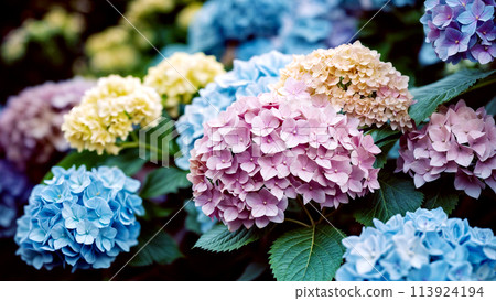 Colorful hydrangeas in the rainy season 113924194