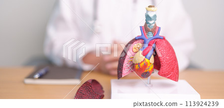 Doctor with heart Cardiovascular and Respiratory anatomy for Disease. Lung Cancer, Asthma, Chronic Obstructive Pulmonary or COPD, Bronchitis, Emphysema, Cystic Fibrosis, Bronchiectasis, Pneumonia 113924239