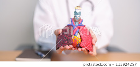 Doctor hold heart Cardiovascular and Respiratory anatomy for Disease. Lung Cancer, Asthma, Chronic Obstructive Pulmonary or COPD, Bronchitis, Emphysema, Cystic Fibrosis, Bronchiectasis, Pneumonia Doctor hold heart Cardiovascular and Respiratory anatomy for Disease. Lung Cancer, Asthma, Chronic Obstructive Pulmonary or COPD, Bronchitis, Emphysema, Cystic Fibrosis, Bronchiectasis, Pneumonia 113924257