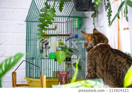 A domestic cat hunts a budgie in a cage. The relationship of pets, a cat and a parrot, danger, stress and friendship. A domestic cat hunts a budgie in a cage. The relationship of pets, a cat and a parrot, danger, stress and friendship. 113924321