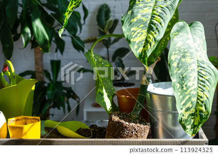 Dieffenbachia cheetah on the table for transplanting and caring for domestic plants in the interior of a green house with potted plants 113924325