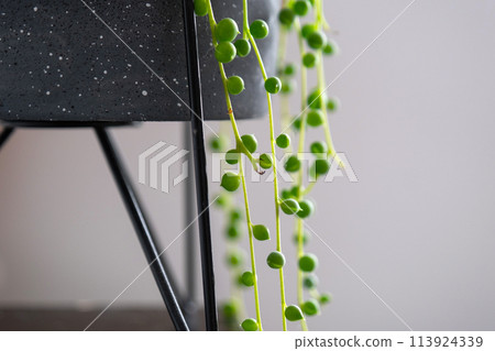 Long lashes of succulent Senecio rowleyanus in a concrete pot hang with round turtle leaves. Senecio rowley close-up in the interior on a white background, an ornamental plant Long lashes of succulent Senecio rowleyanus in a concrete pot hang with round turtle leaves. Senecio rowley close-up in the interior on a white background, an ornamental plant 113924339