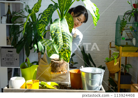 Repotting and caring home plant dieffenbachia Cheetah into new pot in home interior. Woman breeds and grows plants as a hobby, holds Varietal diffenbachia with large spotted leaves, large size 113924408