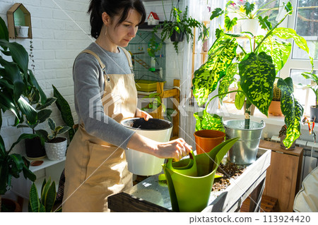 Repotting and caring home plant dieffenbachia Cheetah into new pot in home interior. Woman breeds and grows plants as a hobby, holds Varietal diffenbachia with large spotted leaves, large size 113924420