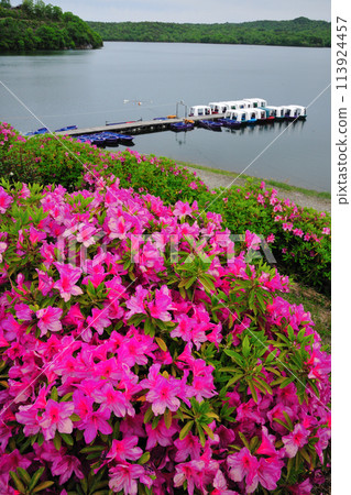Azaleas at Iruka Pond 113924457