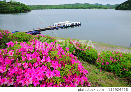 入鹿池杜鵑花 113924458