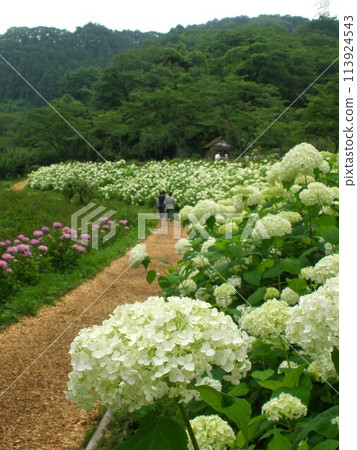 安娜貝爾，一種成簇生長的白色繡球花 113924543