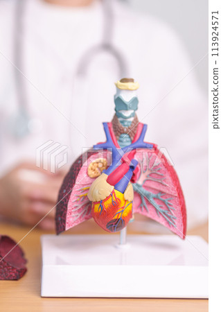 Doctor with heart Cardiovascular and Respiratory anatomy for Disease. Lung Cancer, Asthma, Chronic Obstructive Pulmonary or COPD, Bronchitis, Emphysema, Cystic Fibrosis, Bronchiectasis, Pneumonia 113924571