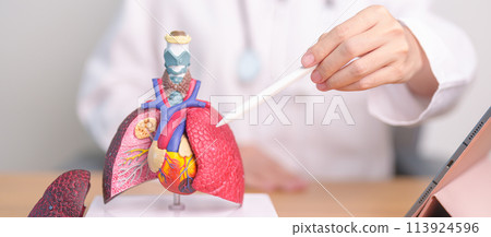 Doctor point Lung anatomy for Disease. Lung Cancer, Asthma, Chronic Obstructive Pulmonary or COPD, Bronchitis, Emphysema, Cystic Fibrosis, Bronchiectasis, Pneumonia and September world Lung day Doctor point Lung anatomy for Disease. Lung Cancer, Asthma, Chronic Obstructive Pulmonary or COPD, Bronchitis, Emphysema, Cystic Fibrosis, Bronchiectasis, Pneumonia and September world Lung day 113924596
