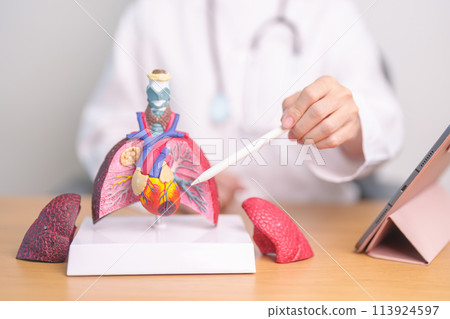 Doctor point Lung anatomy for Disease. Lung Cancer, Asthma, Chronic Obstructive Pulmonary or COPD, Bronchitis, Emphysema, Cystic Fibrosis, Bronchiectasis, Pneumonia and September world Lung day 113924597