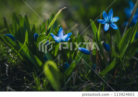 The first flowers bloomed in March 113924601