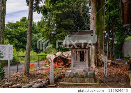 Panoramic view of Tashiro Suwa Shrine in Aikawa Town 113924643