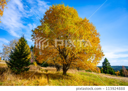 A lone tree with golden leaves stands out in a sunlit meadow, surrounded by the tranquil beauty of an autumn landscape. 113924888
