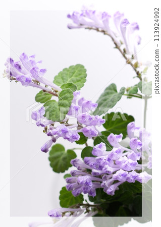 Skullcap 2:3 Skullcap 2:3 113924992