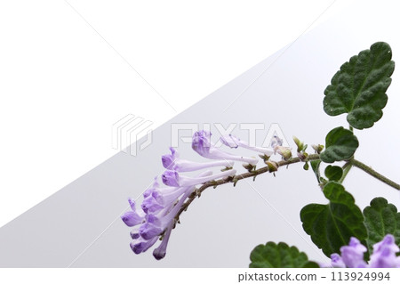 Skullcap 3:2 113924994