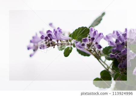 頭骨魚 3:2 113924996