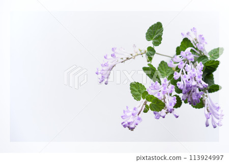 頭骨魚 3:2 頭骨魚 3:2 113924997