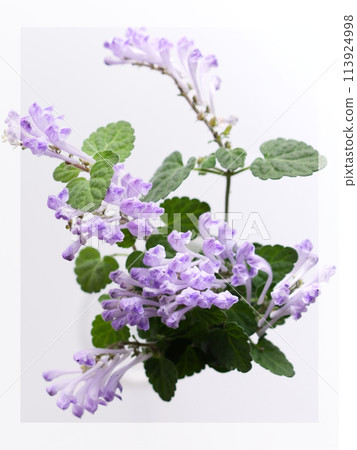 頭骨魚 3:4 113924998