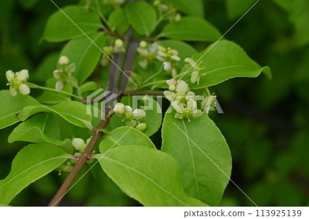 世界三大秋葉樹之一的衛矛花 113925139