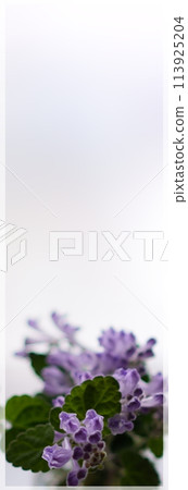 黃芩 黃芩 113925204