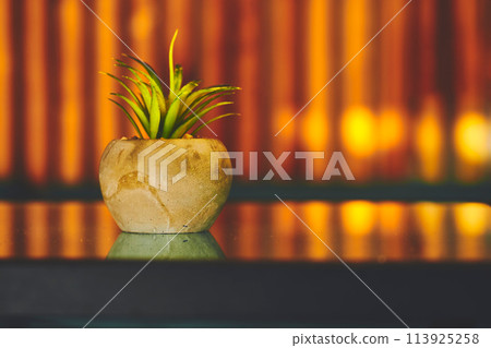 Flower pot with plant on a table in a cafe,light stripe wall Flower pot with plant on a table in a cafe,light stripe wall 113925258