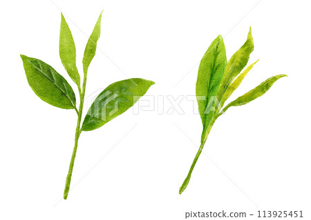茶葉的水彩插圖 113925451