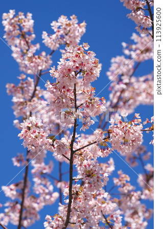 Tamanohana Sakura盛開 Tamanohana Sakura盛開 113925600