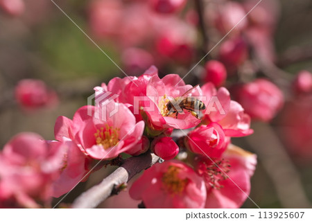 蜜蜂從桃花中吸取花蜜 113925607