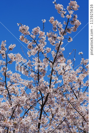 Tamanohana Sakura in full bloom 113925616