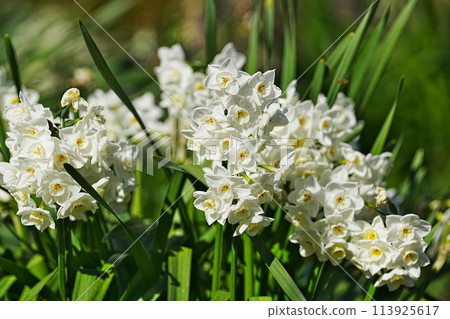 Narcissus flower Narcissus flower 113925617