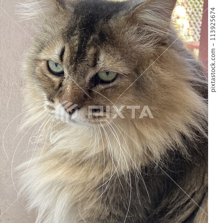 Close-up portrait of siberian cat with green eyes looking at the camera 113925674
