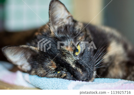 Little tricolor cat sleeping in a bed 113925716