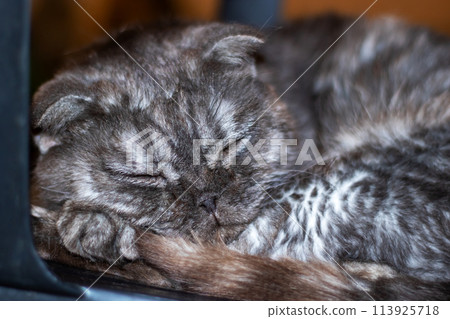 Closeup of a Felidae cat sleeping peacefully with closed eyes and grey fur Closeup of a Felidae cat sleeping peacefully with closed eyes and grey fur 113925718