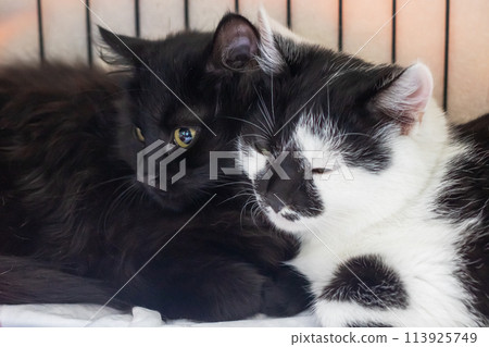 Two kittens in a cage close up Two kittens in a cage close up 113925749