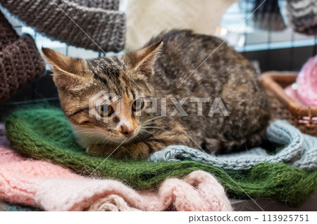 Gray Kitten sleeps on knitted hats closeup Gray Kitten sleeps on knitted hats closeup 113925751