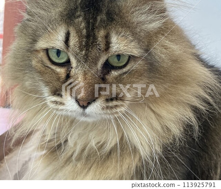 Close-up portrait of siberian cat with green eyes looking at the camera Close-up portrait of siberian cat with green eyes looking at the camera 113925791