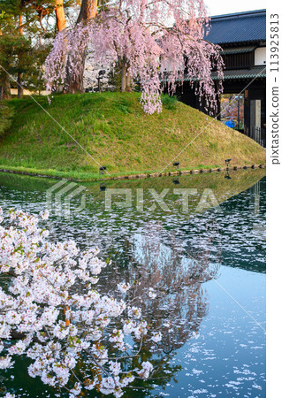 青森縣弘前城，清晨的陽光開始照耀大手門前的垂枝櫻花 113925813