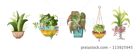 Houseplant and macrame plant growing in pots. Set of handmade home decorations macrame plants isolated on white background. Cartoon flat illustration. Houseplant and macrame plant growing in pots. Set of handmade home decorations macrame plants isolated on white background. Cartoon flat illustration. 113925945