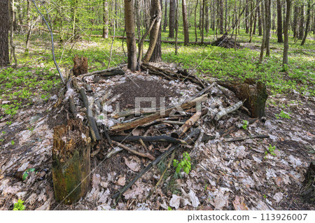 anthill in the spring forest 113926007