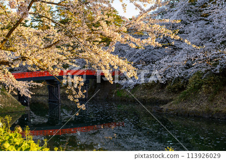 青森縣弘前城染井吉野和雪松橋，清晨的陽光開始照耀 113926029