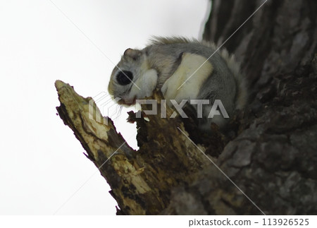 Ezo flying squirrel sitting on a branch and eating winter buds of alder in a park in Hokkaido Ezo flying squirrel sitting on a branch and eating winter buds of alder in a park in Hokkaido 113926525