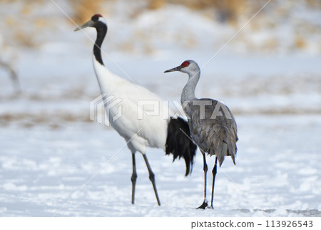 Canada cranes wintering with a flock of red-crowned cranes at Tsurumidai, Tsurui Village, Hokkaido Canada cranes wintering with a flock of red-crowned cranes at Tsurumidai, Tsurui Village, Hokkaido 113926543