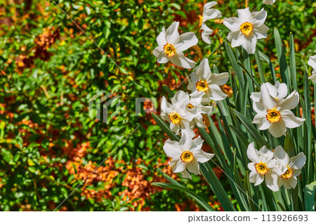 White tender May daffodils on a green orange lawn 113926693