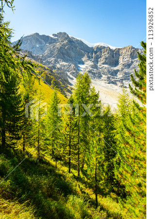 Larch trees display autumn colors against the backdrop of the Ortles Mountain Range in the Italian Alps on a clear, sunny day. 113926852