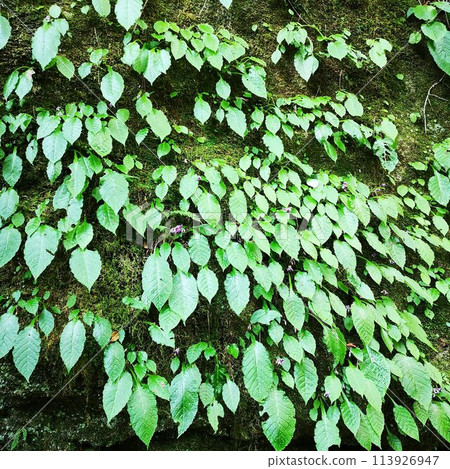 精矢瀧岩煙草 精矢瀧岩煙草 113926947