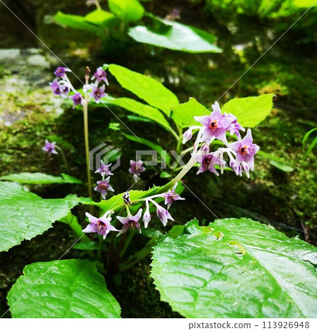 精矢瀧岩煙草 113926948