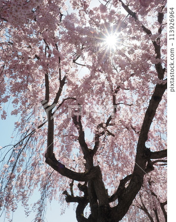 Weeping cherry blossoms on the Nicchu Line in Kitakata, Fukushima Prefecture 113926964